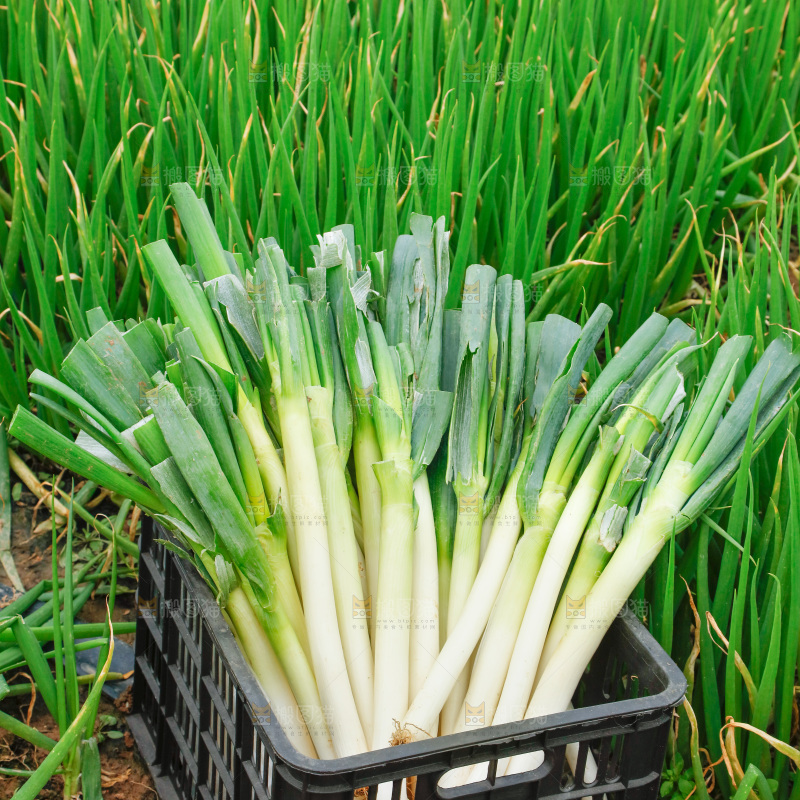 田里的大葱