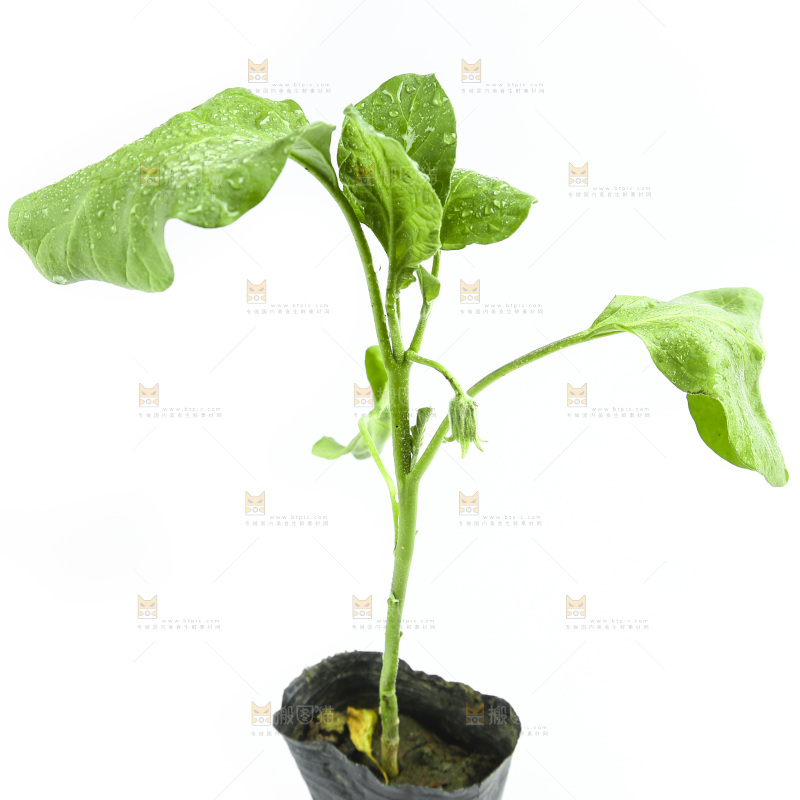 白底上放着茄子苗