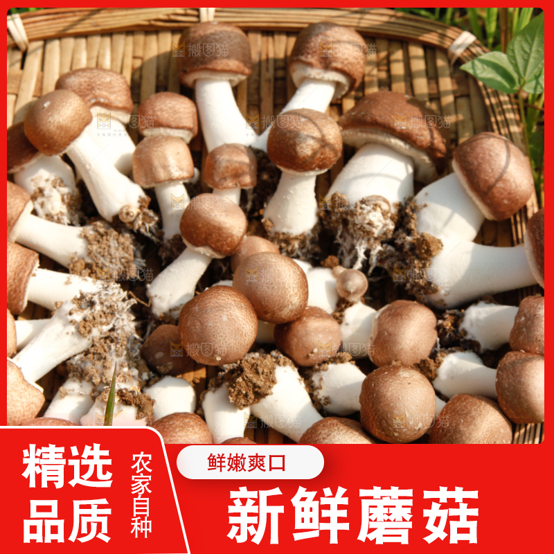 篮子里装着香菇