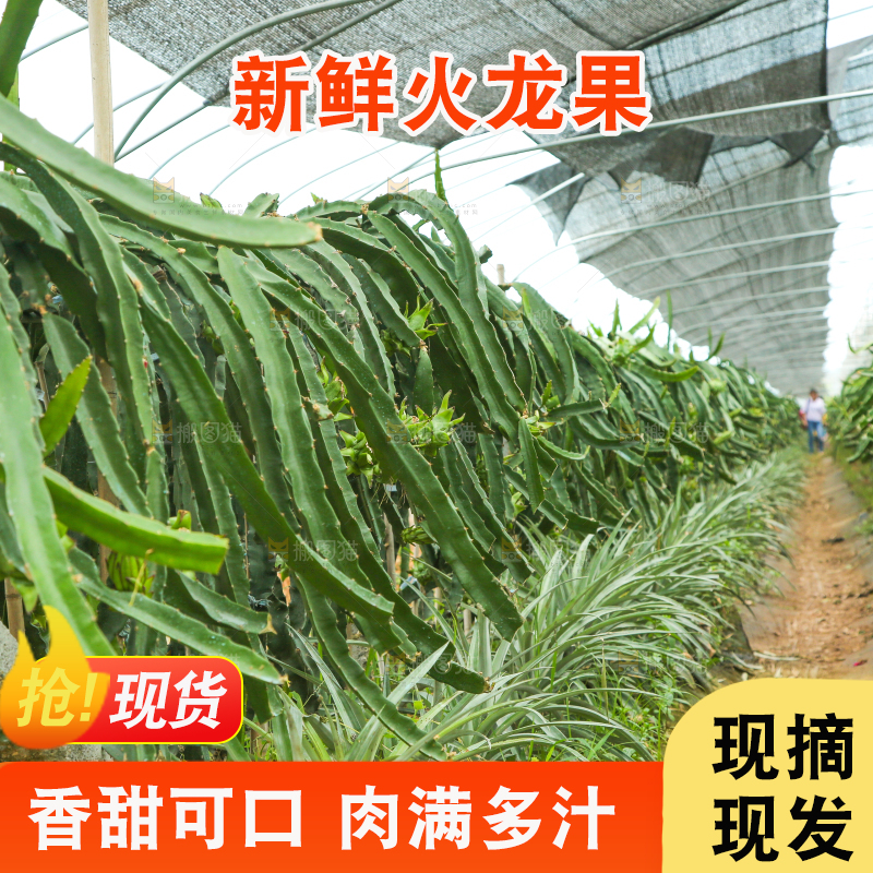 大棚里种着火龙果