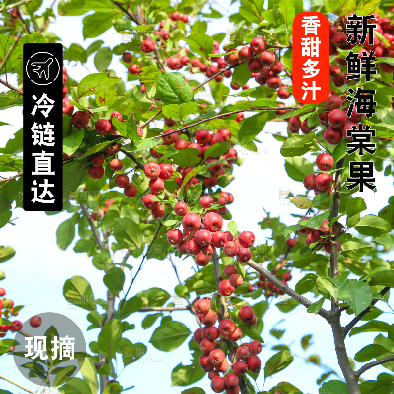 树上挂着海棠果