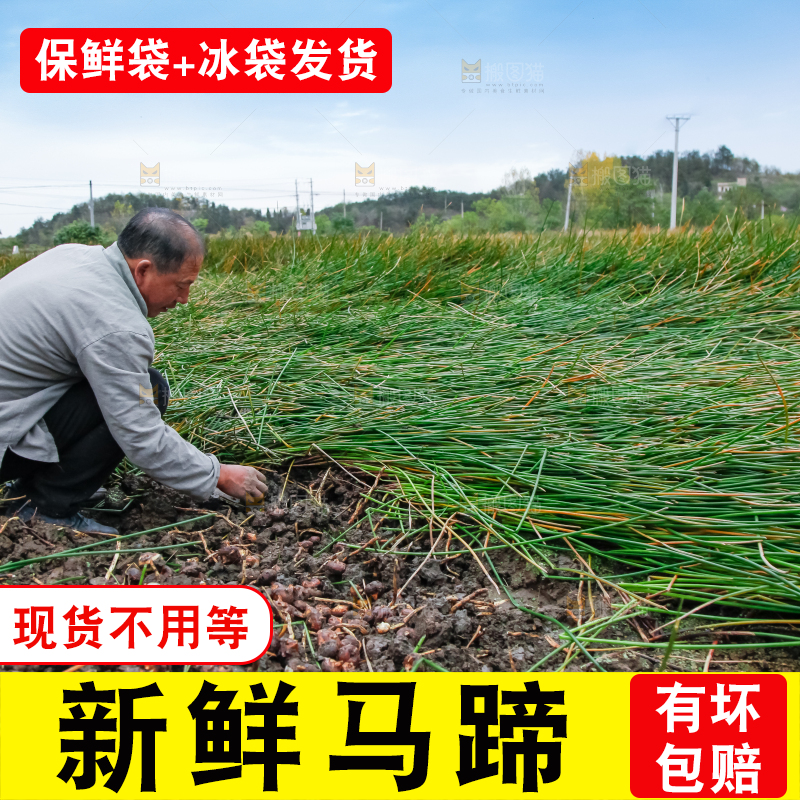 农民正在挖马蹄