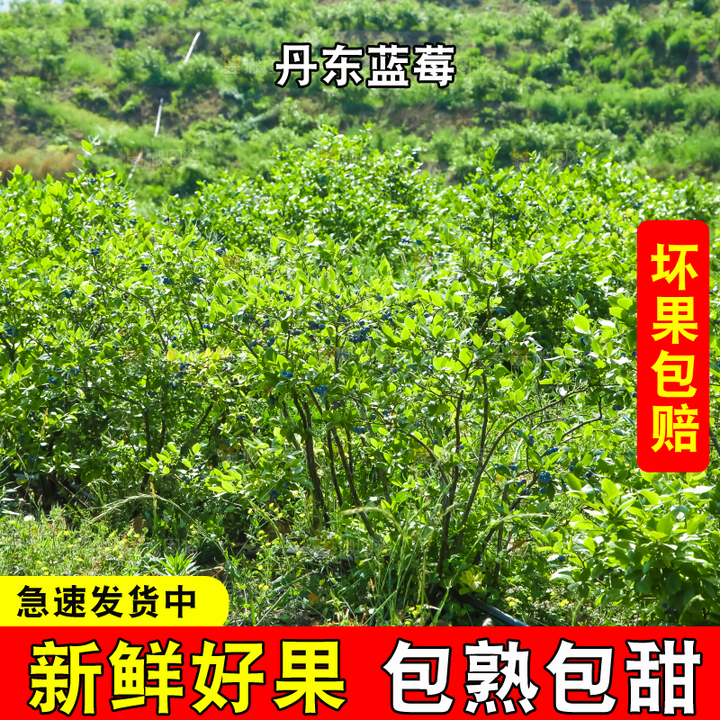 水果园里种着蓝莓