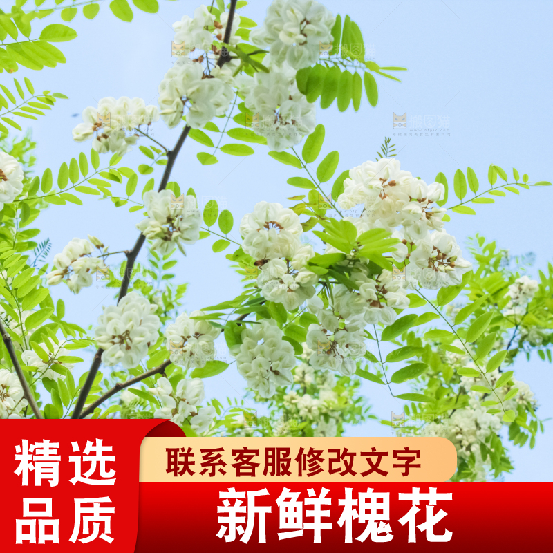 槐树槐花
