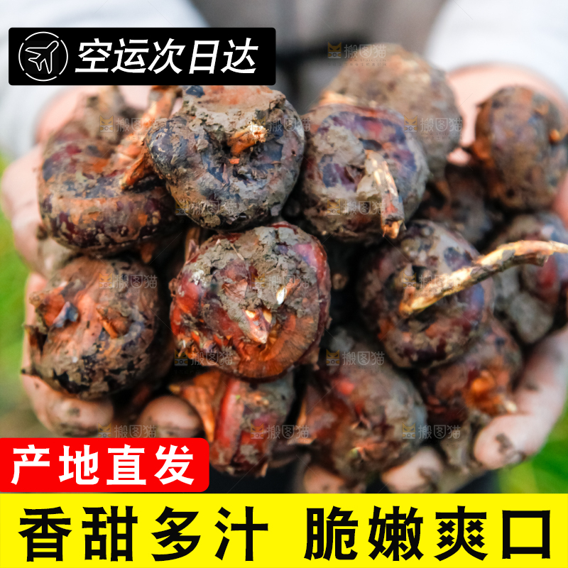 农民手里捧着新鲜马蹄
