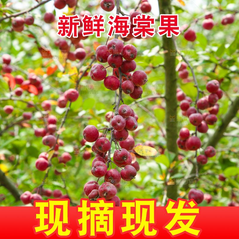 树上挂着海棠果