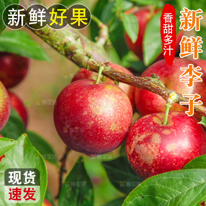 李子树上的红布李