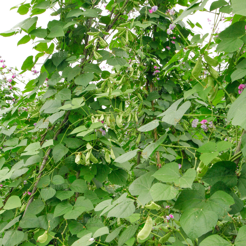 菜园里的扁豆