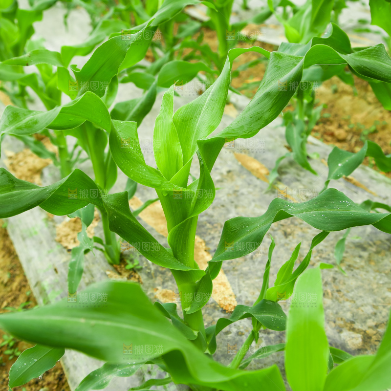 一片玉米地
