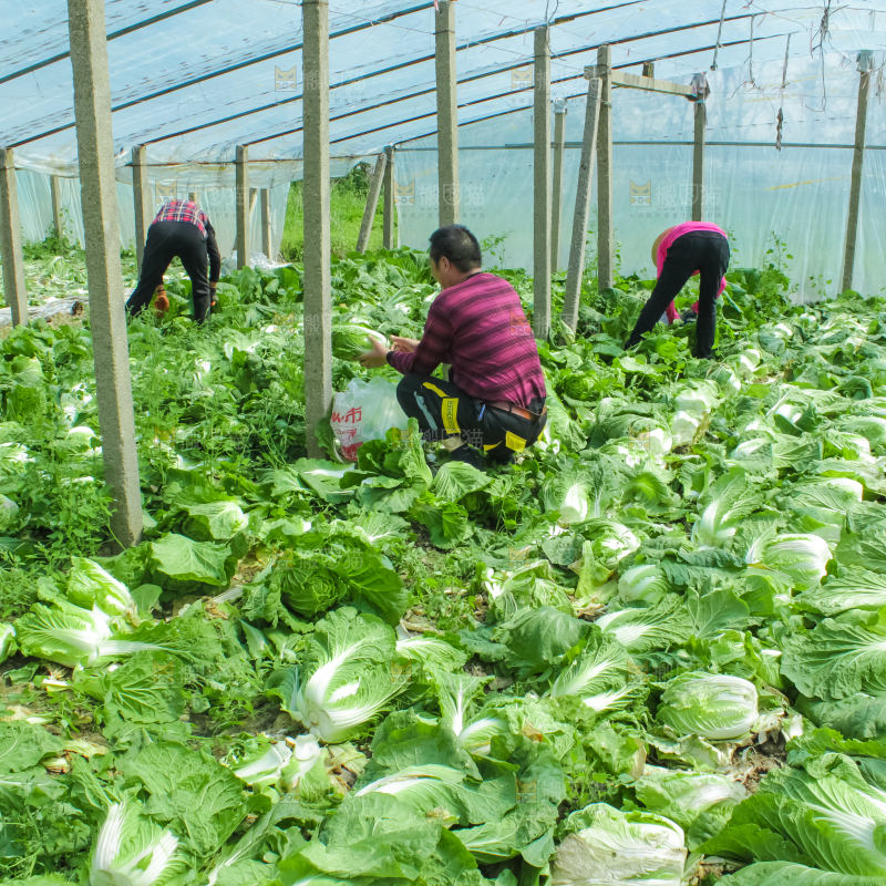 农民正在摘白菜