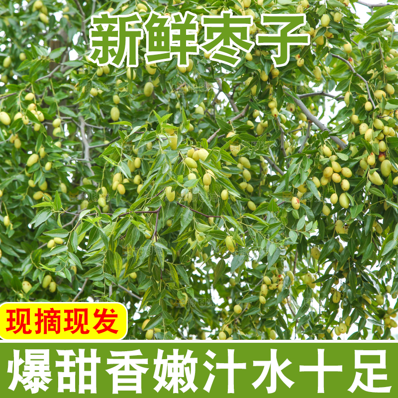 树上的枣子