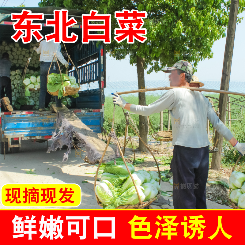车上正在装着白菜
