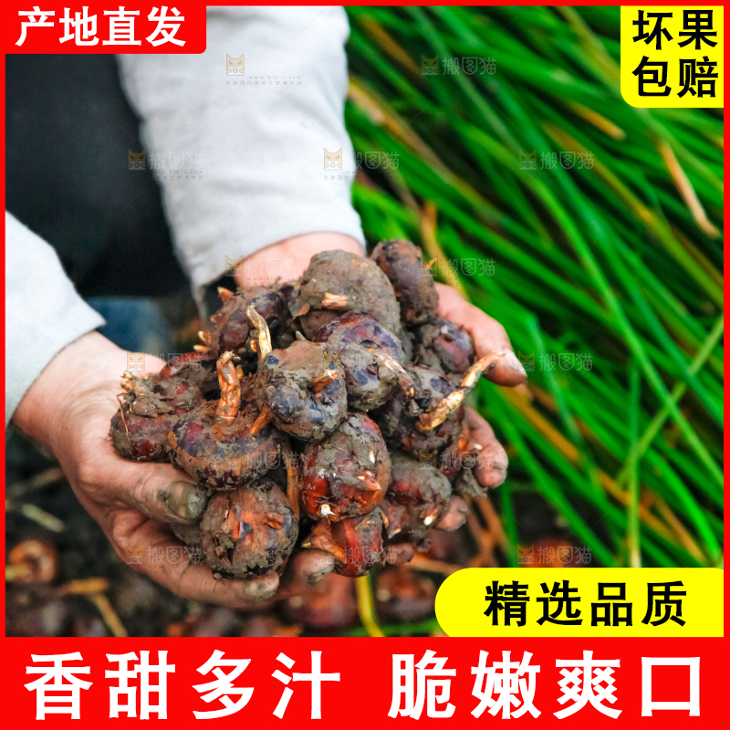 农民手里捧着新鲜马蹄