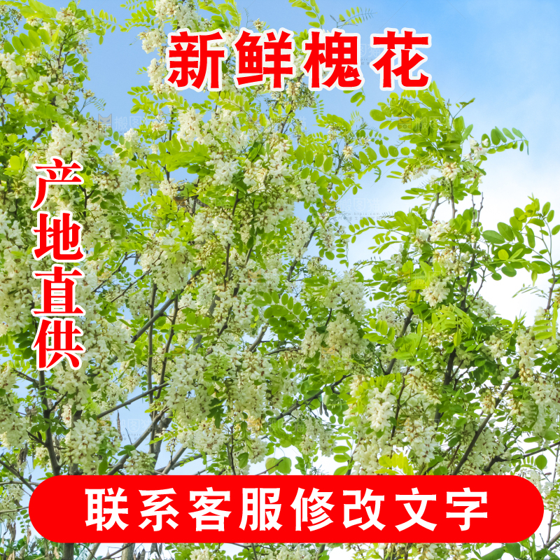 槐树槐花