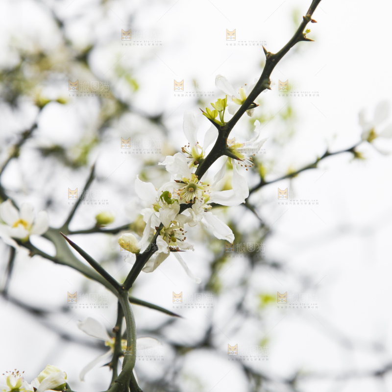 树上开着花