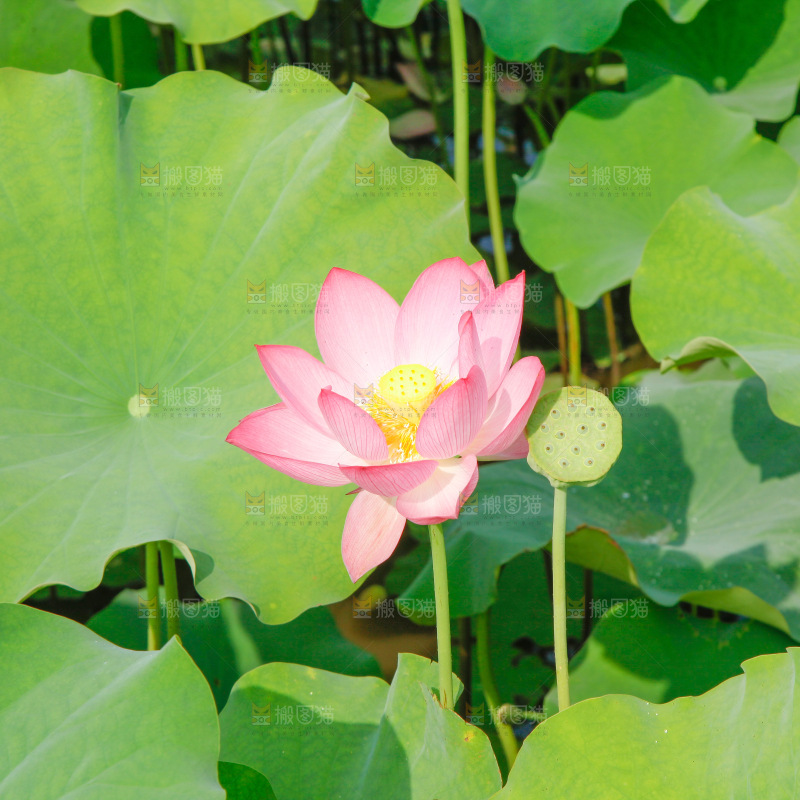 一片莲塘