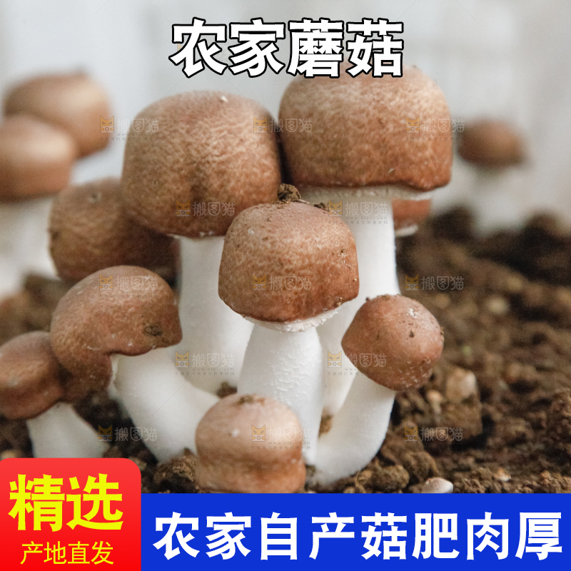 土里的蘑菇