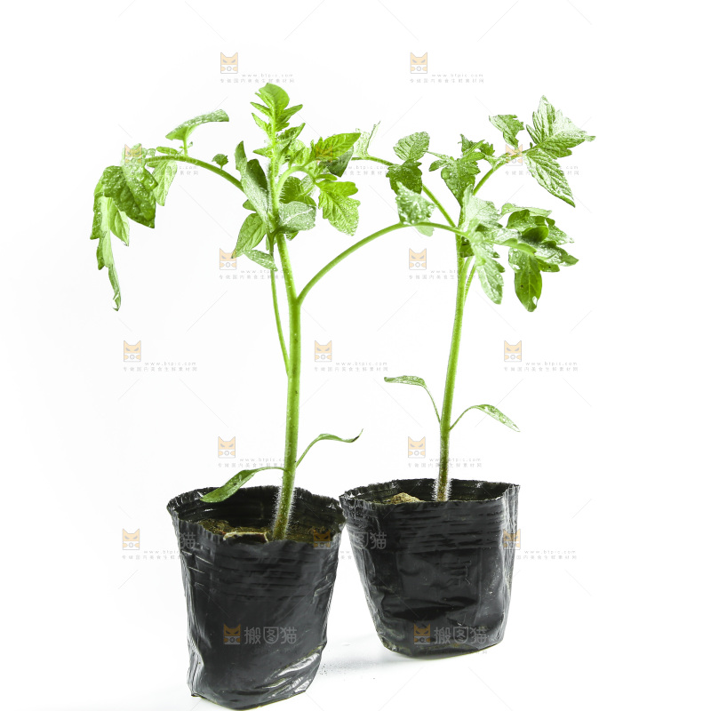白底上的番茄苗