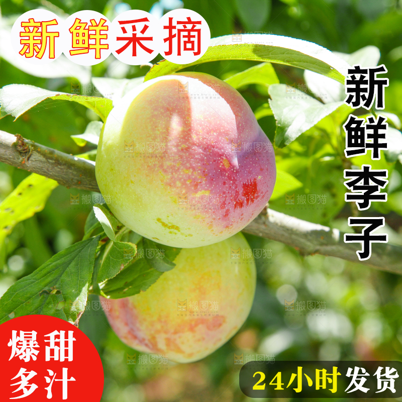 树上的李子
