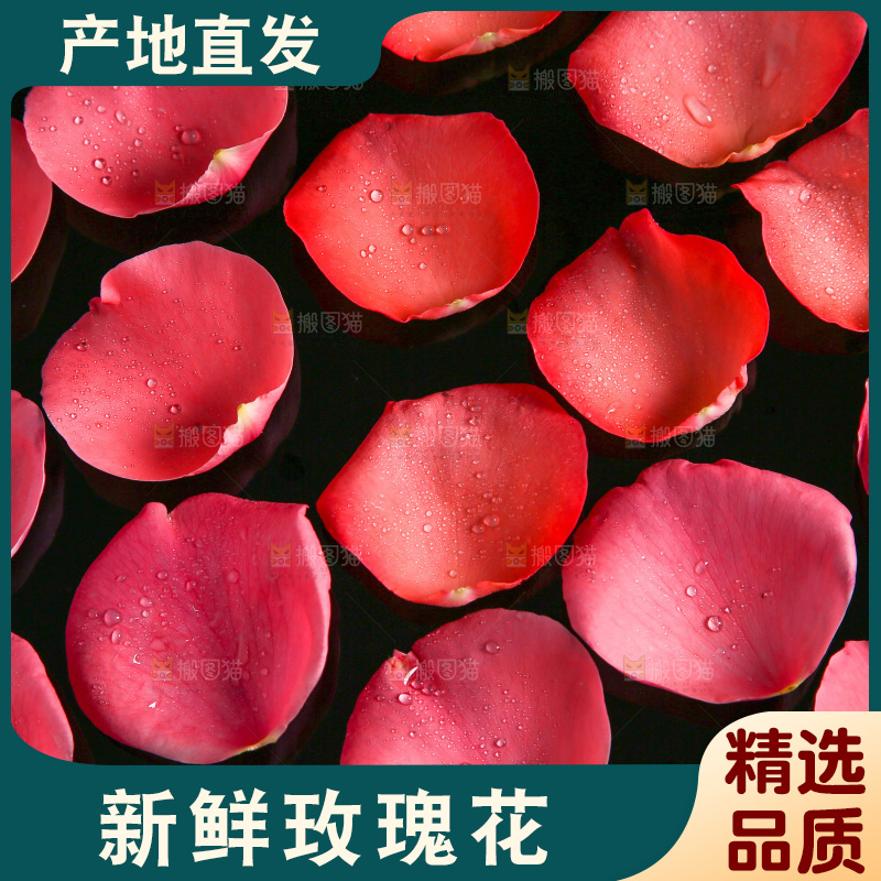 白底上的玫瑰花瓣