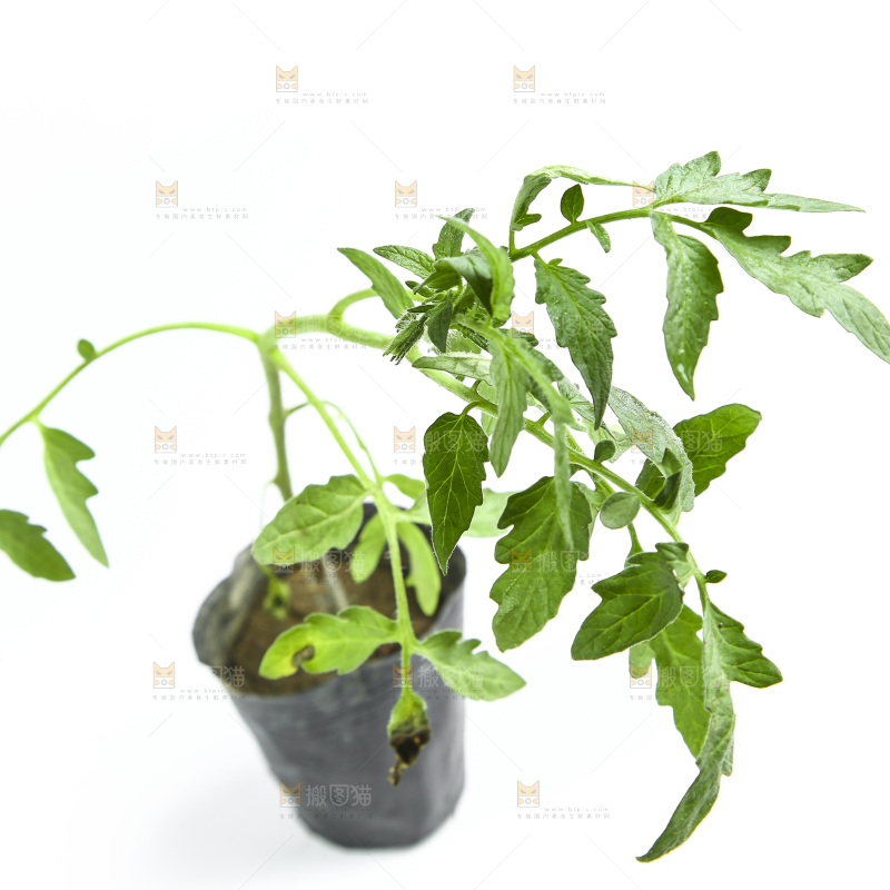 白底上放着番茄苗