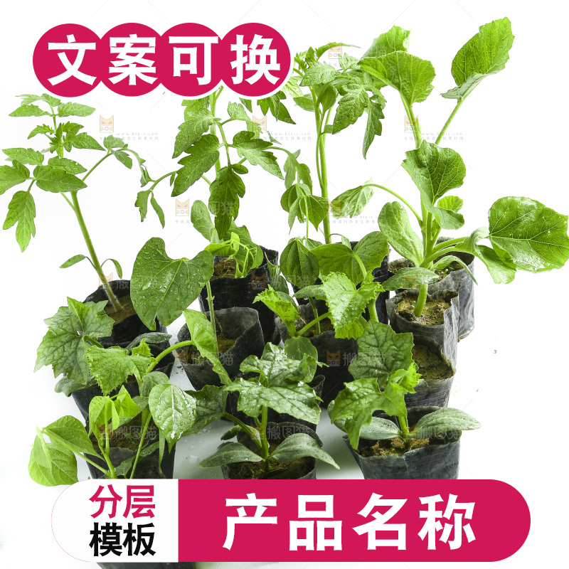 白底上放着菜苗组合