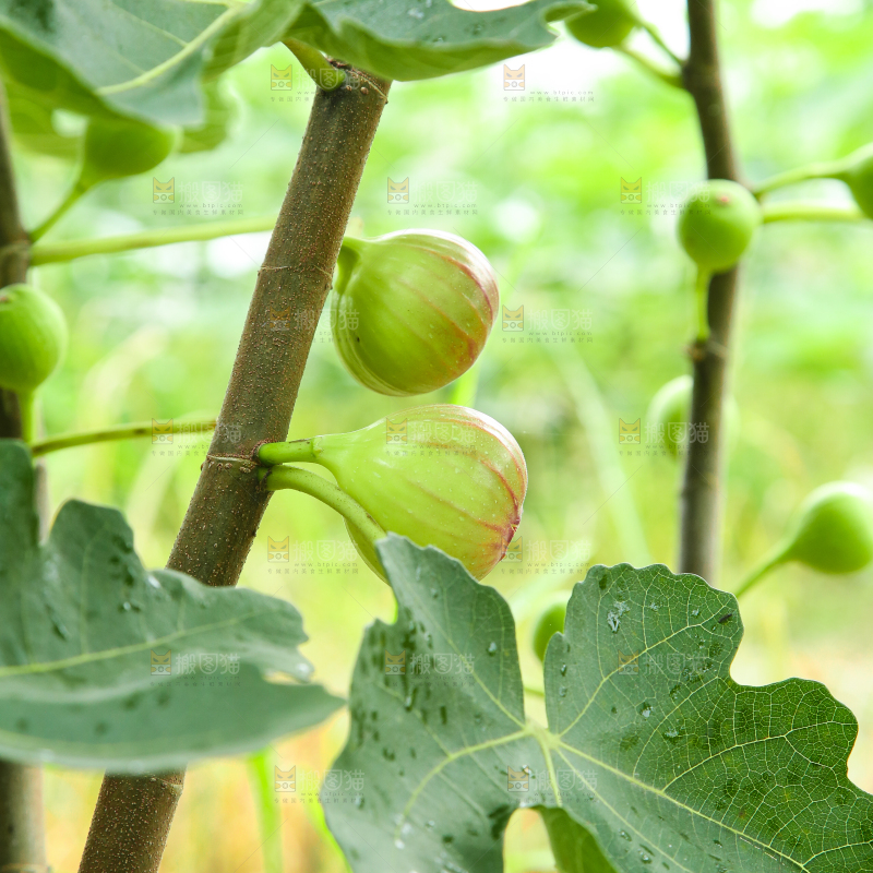 户外的无花果树