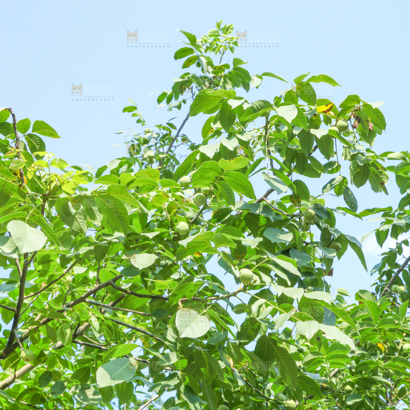一颗核桃树