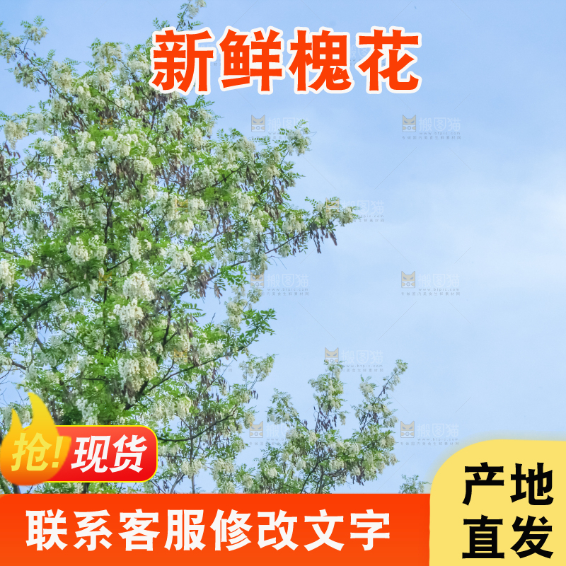 槐树槐花