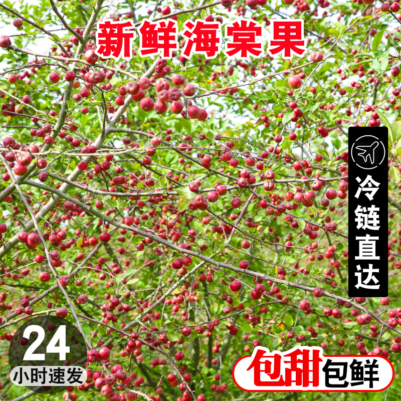 树上挂着海棠果