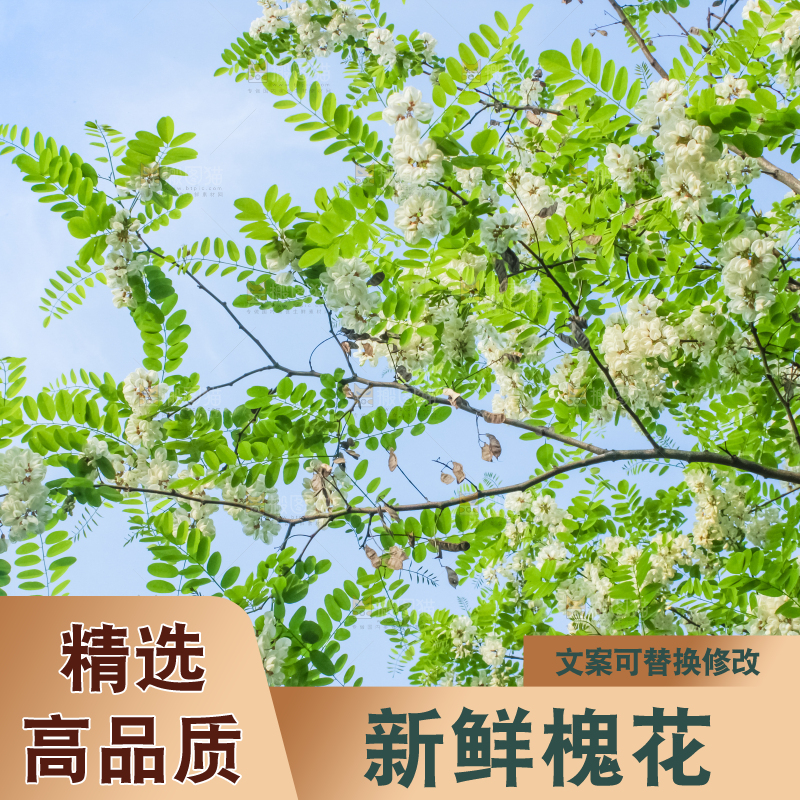 槐树槐花