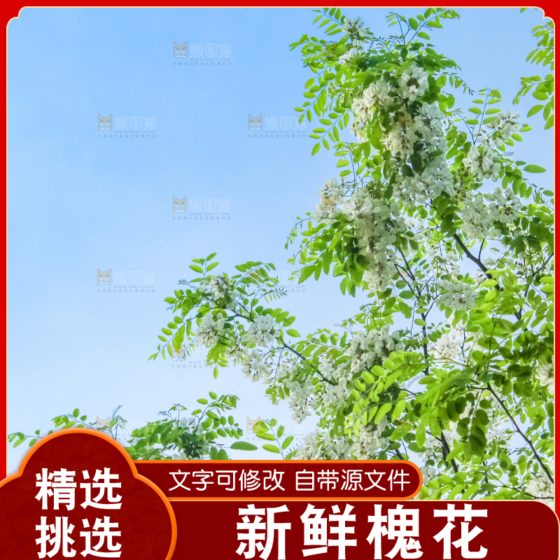 槐树槐花