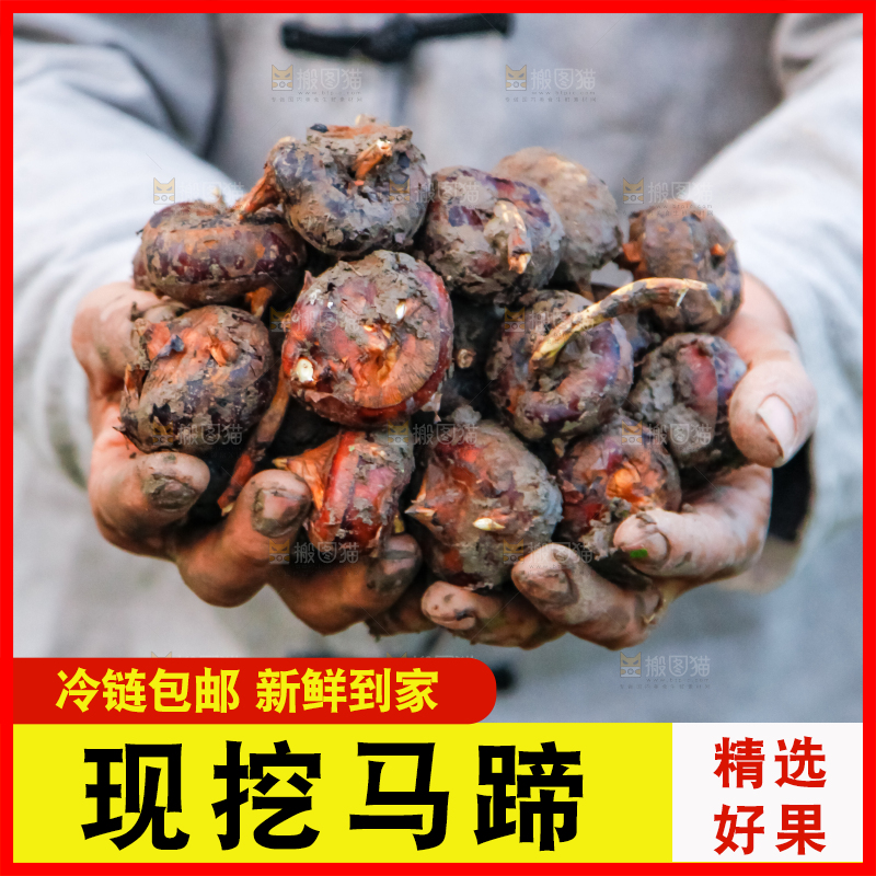 农民手里捧着新鲜马蹄