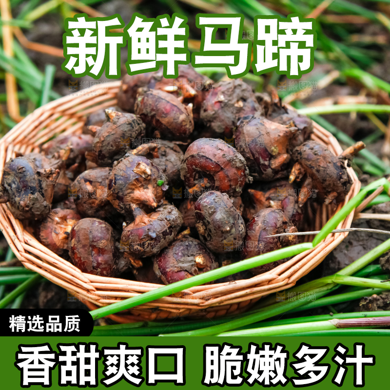 篮子里装着刚挖的马蹄
