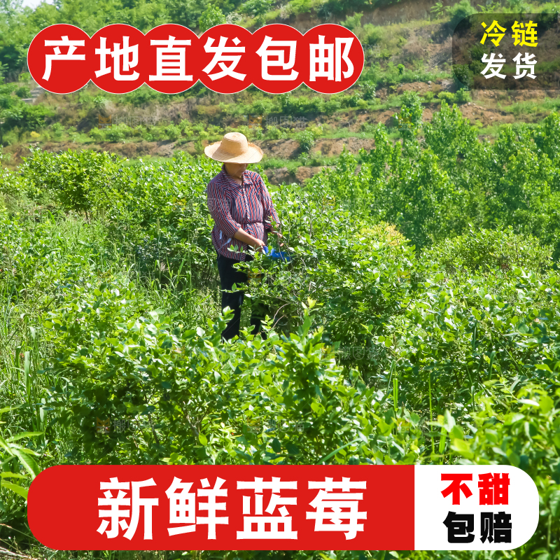 农民正在采摘蓝莓