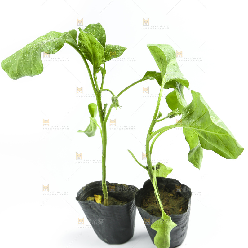 白底上放着茄子苗