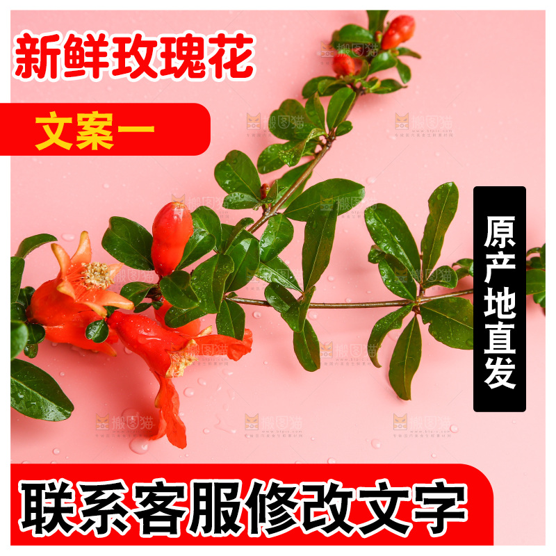 浅底上的玫瑰花