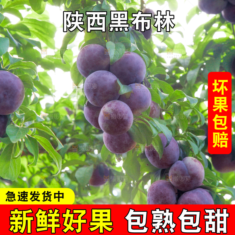 树上挂着黑布李