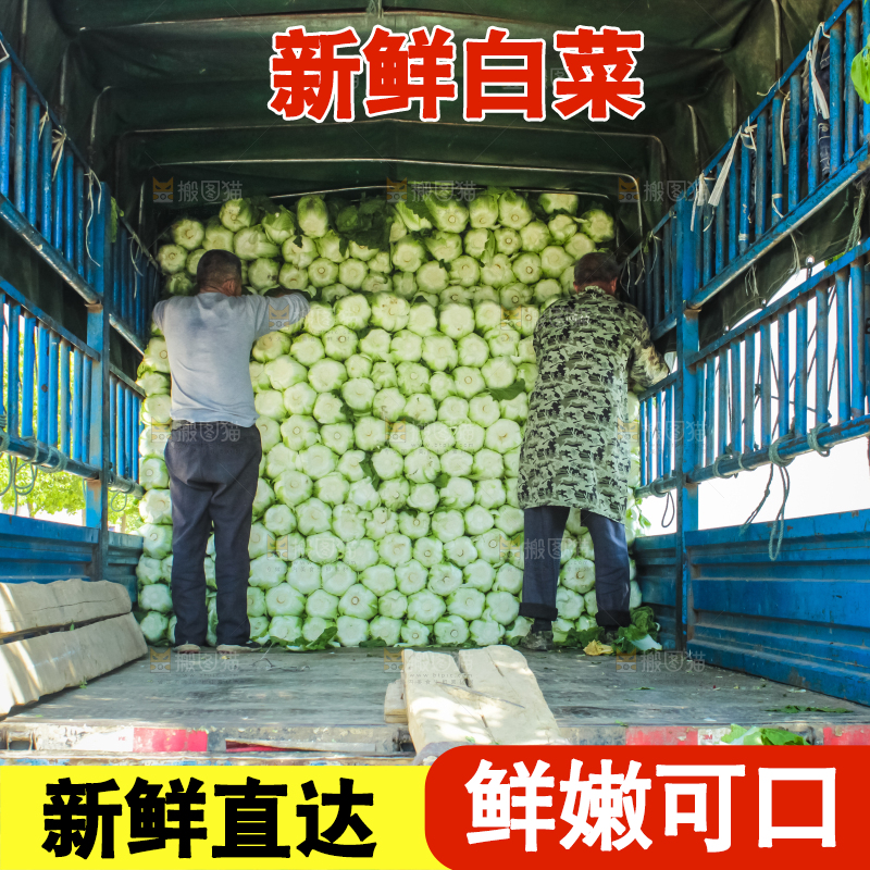 车上正在装着白菜