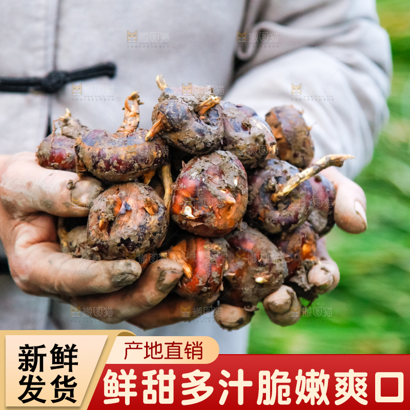 农民手里捧着新鲜马蹄