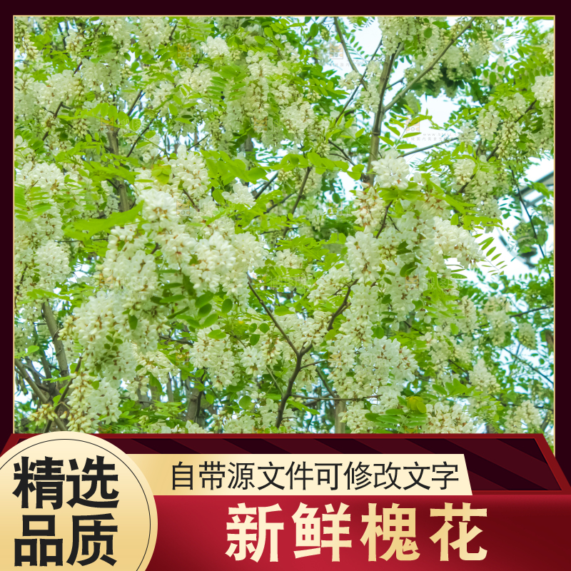 槐树槐花