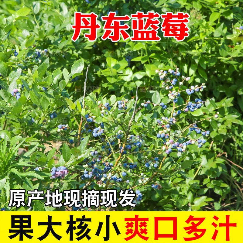 农民正在采摘蓝莓