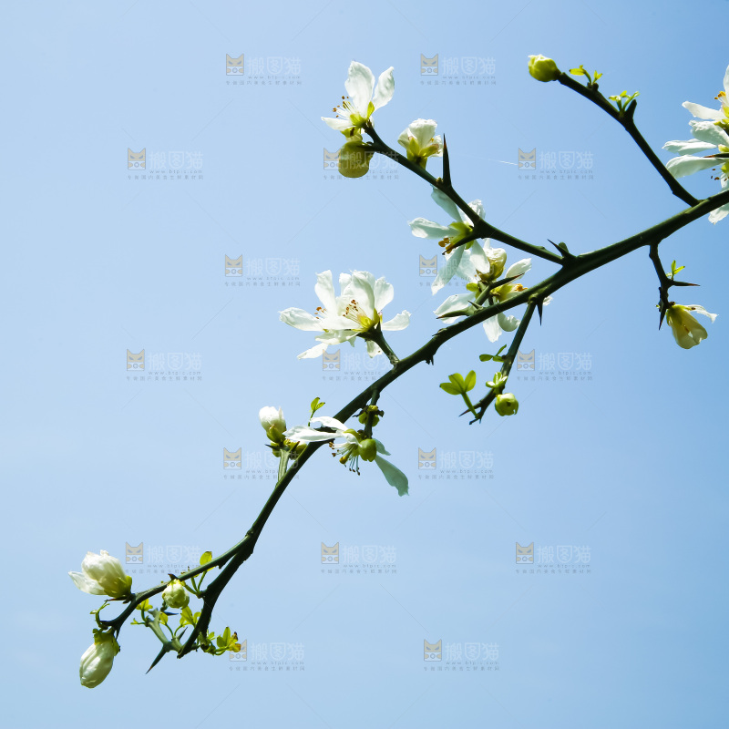蓝天下的花朵