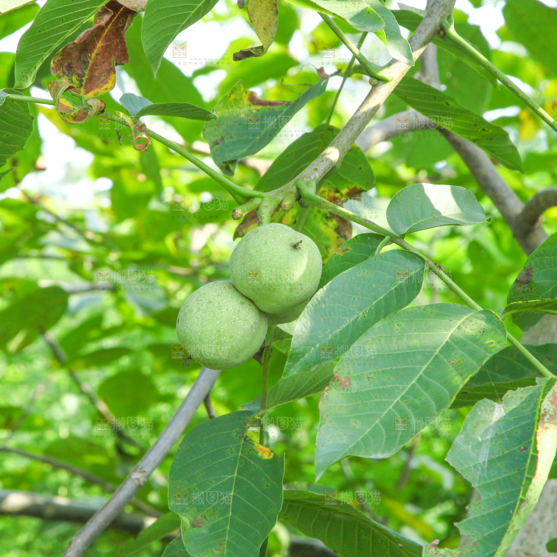 一颗核桃树