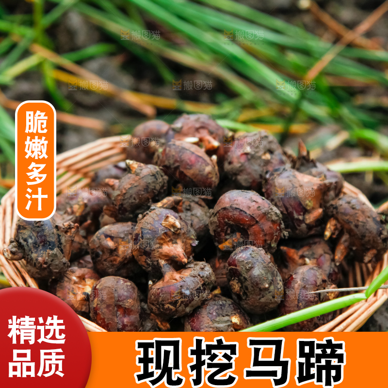 篮子里装着刚挖的马蹄