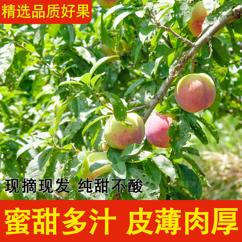 树上的李子