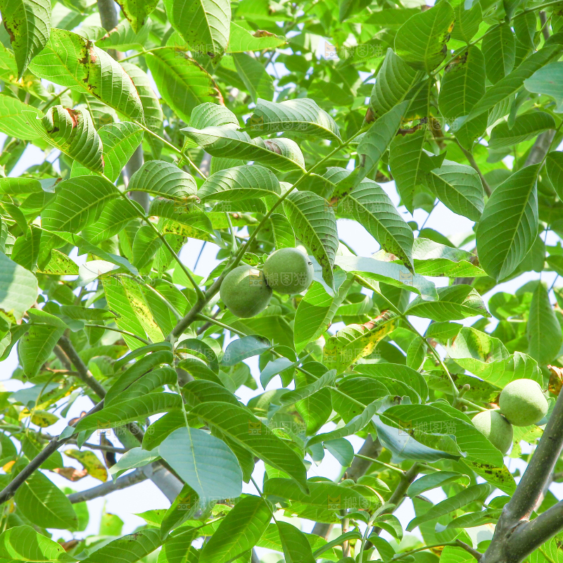 一颗核桃树