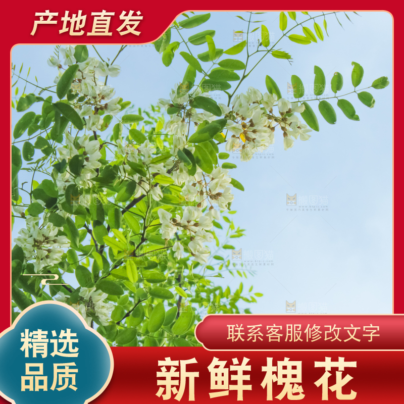 槐树槐花