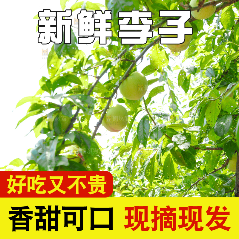 树上的李子