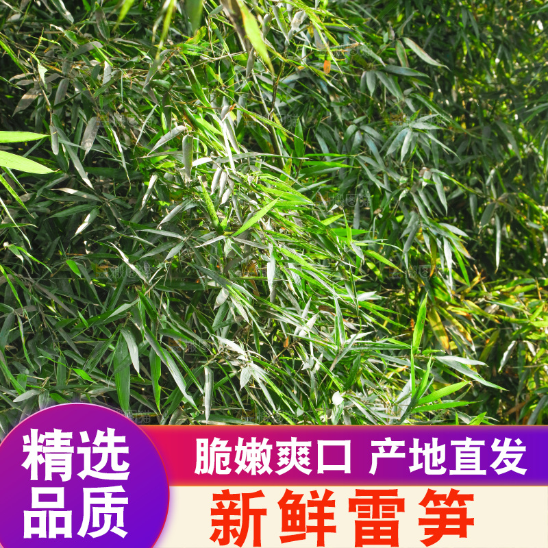 一片竹林